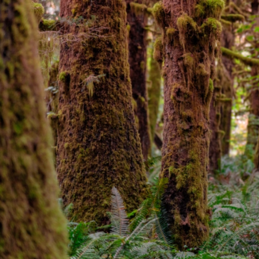 Redwoods & Moss - Highly Scented Wax Melts