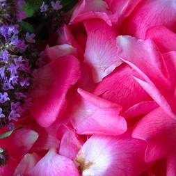 Rose Petals - Highly Scented Wax Melts