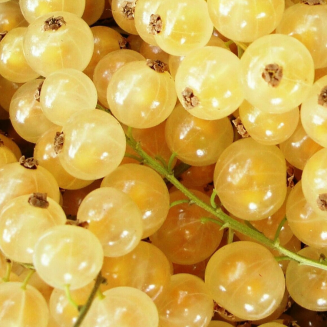 White Currant - Highly Scented Wax Melts