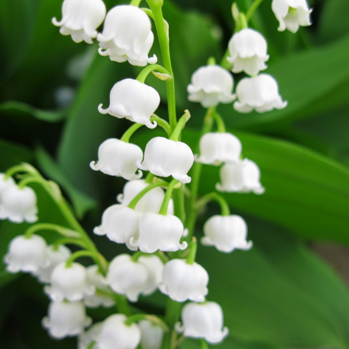 Lily of the Valley - Highly Scented Wax Melts