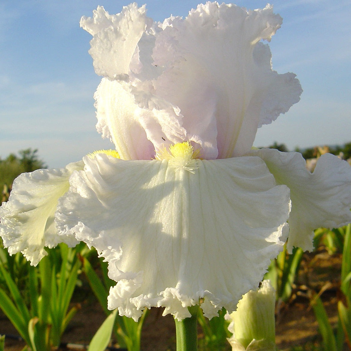 Cotton & Iris - Highly Scented Wax Melts