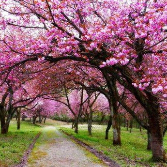 Japanese Cherry Blossom - Highly Scented Wax Melts