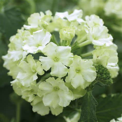Coconut Lime Verbina - Highly Scented Wax Melts