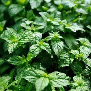 Garden Mint - Highly Scented Wax Melts