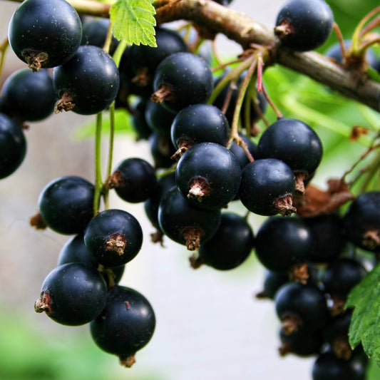 Black Currant & Absinthe - Highly Scented Wax Melts