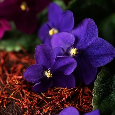 Black Violet & Saffron - Highly Scented Wax Melts