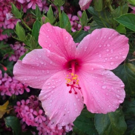 Hibiscus Palm - Highly Scented Wax Melts