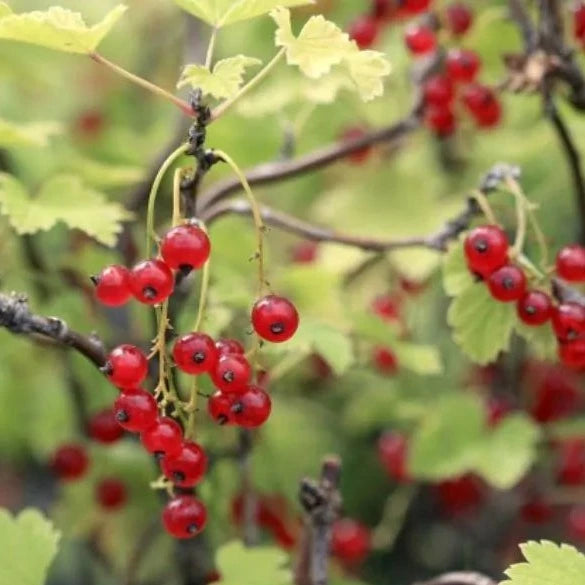 Red Currant - Highly Scented Wax Melts