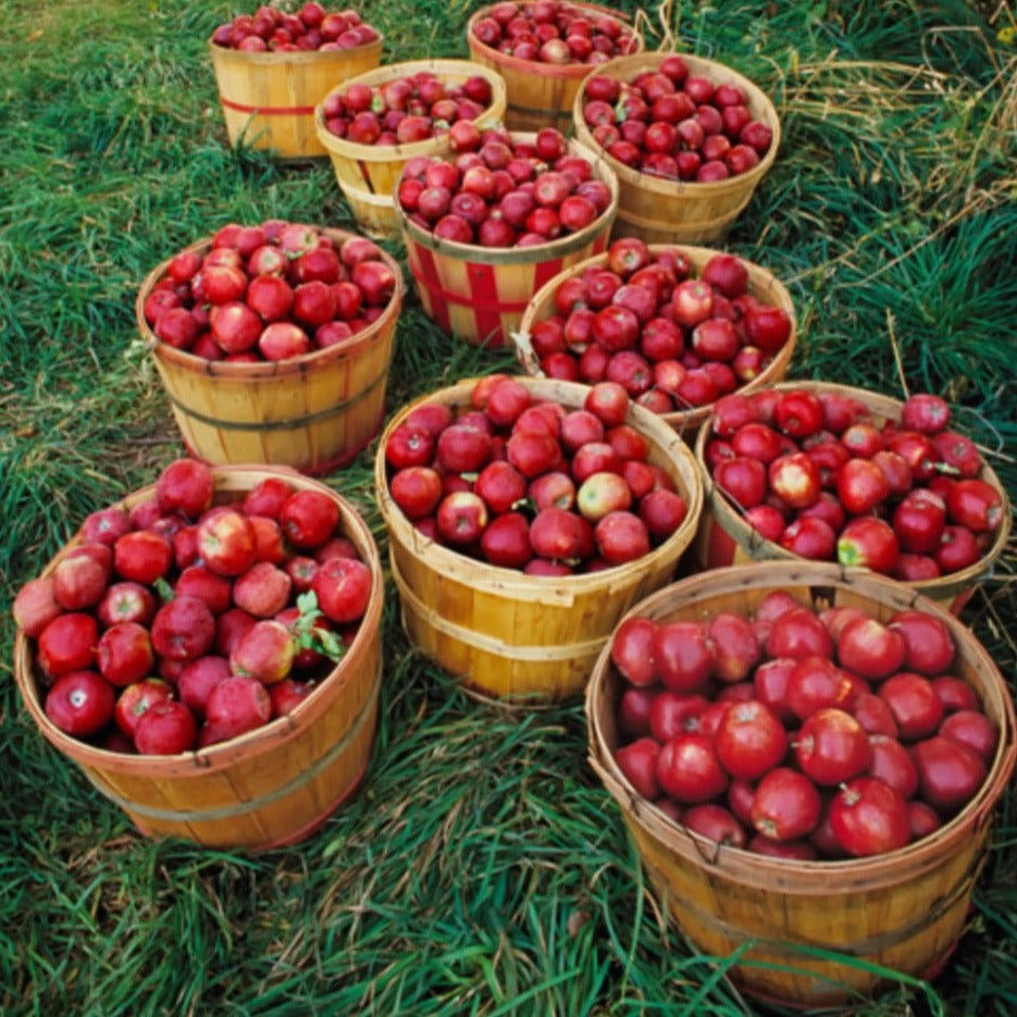 Apple Harvest - Highly Scented Wax Melts