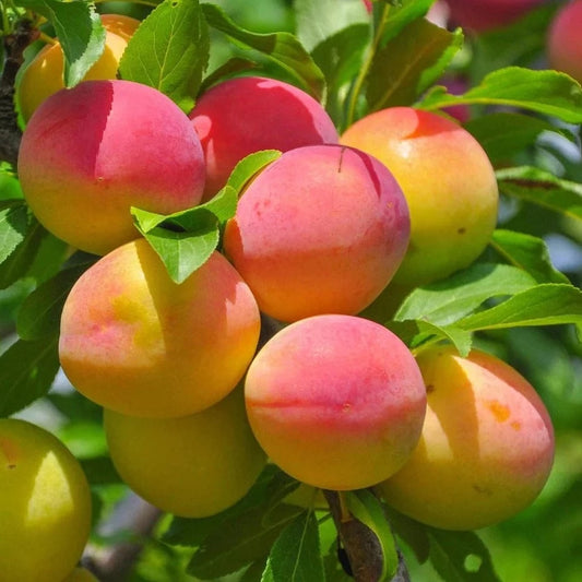 Apricot Grove - Highly Scented Wax Melts