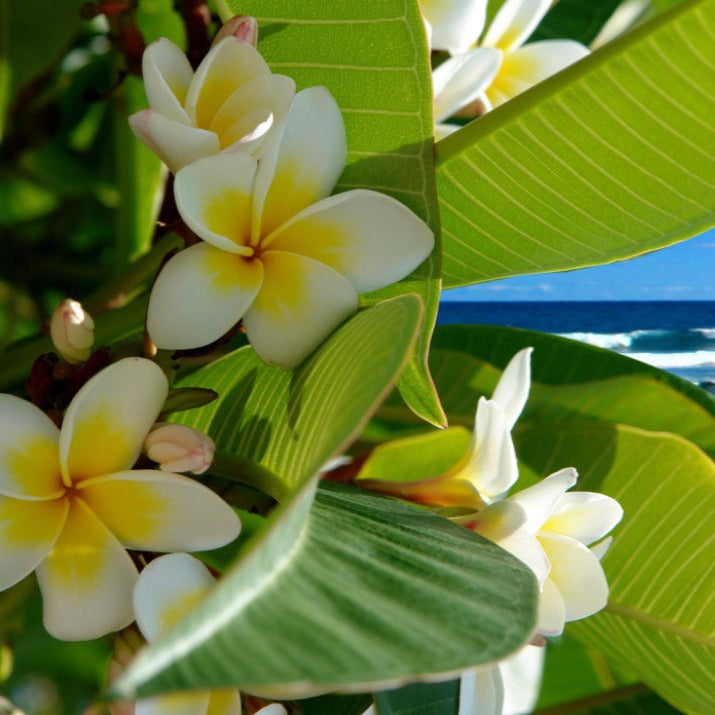 Seaside Plumeria - Highly Scented Wax Melts