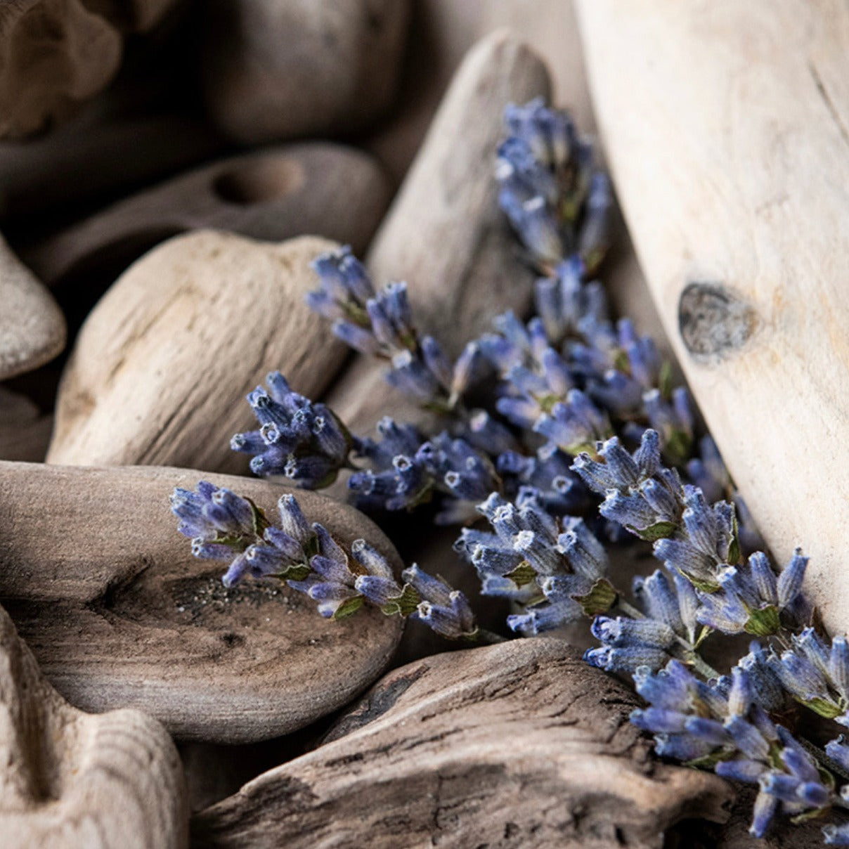 Lavender Driftwood - Highly Scented Wax Melts
