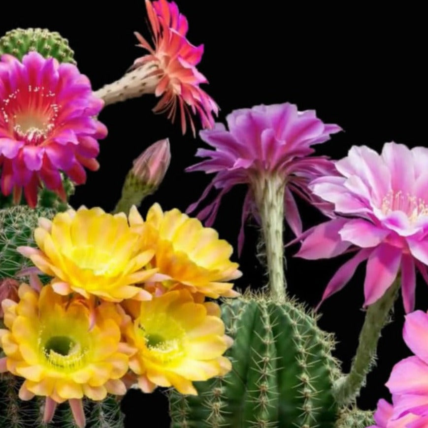 Cactus Flower & Jade - Highly Scented Wax Melts