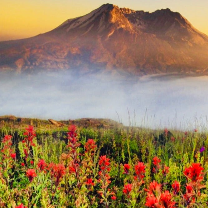Mountain Mist - Highly Scented Wax Melts