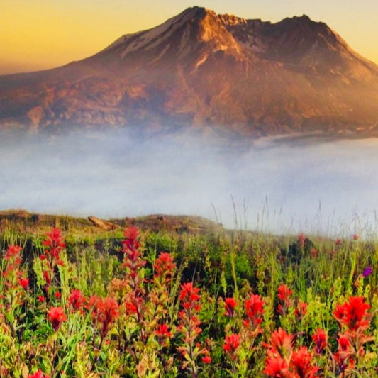 Mountain Mist - Highly Scented Wax Melts
