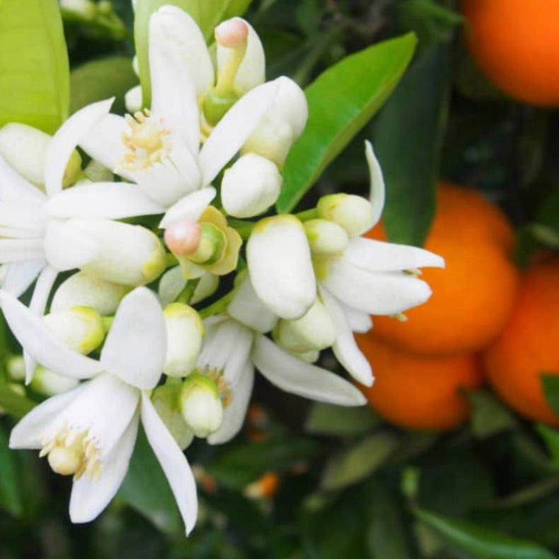 Orange Blossom - Highly Scented Wax Melts
