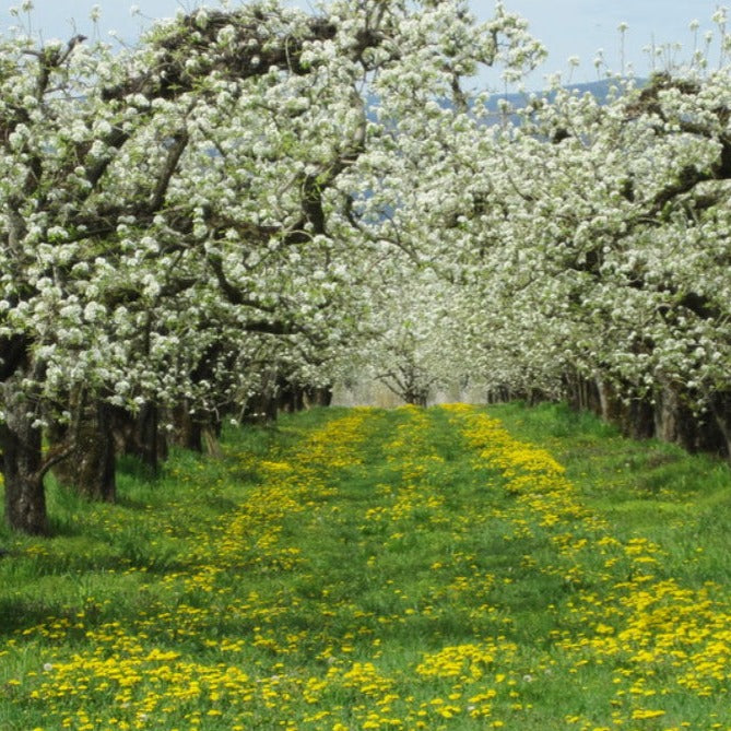 Orchard Pear - Highly Scented Wax Melts