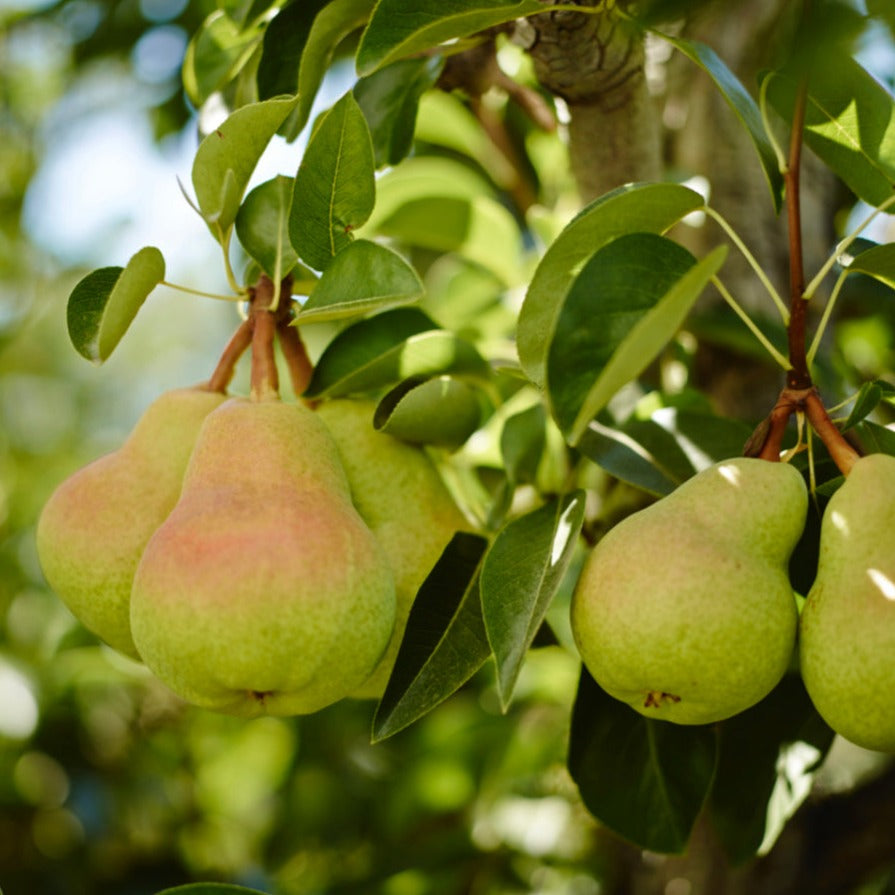 Orchard Pear - Highly Scented Wax Melts