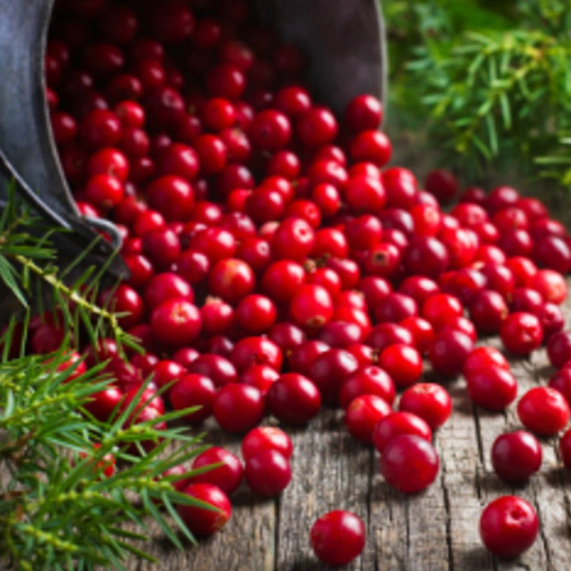 Cranberry Woods - Highly Scented Wax Melts