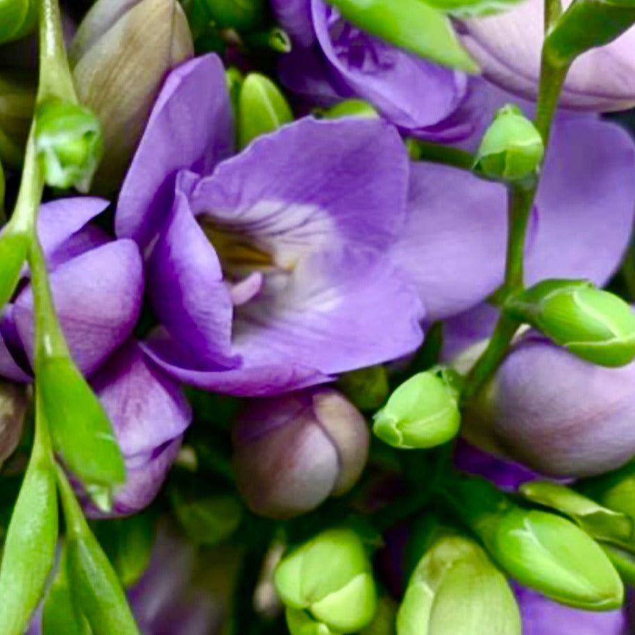 Freesia & Lilac - Highly Scented Wax Melts
