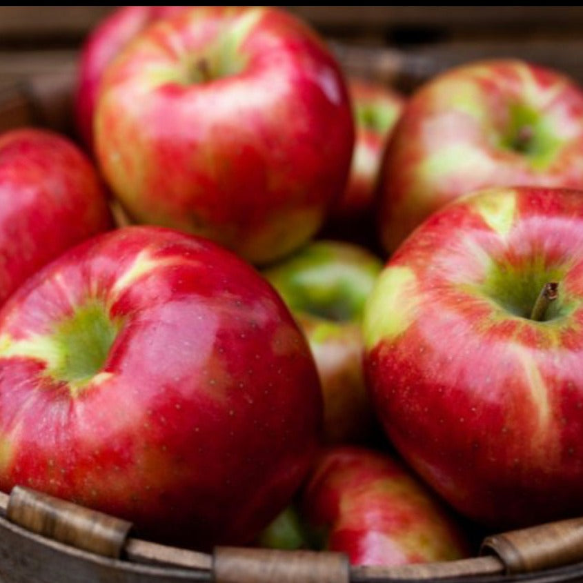 Macintosh Apple - Highly Scented Wax Melts
