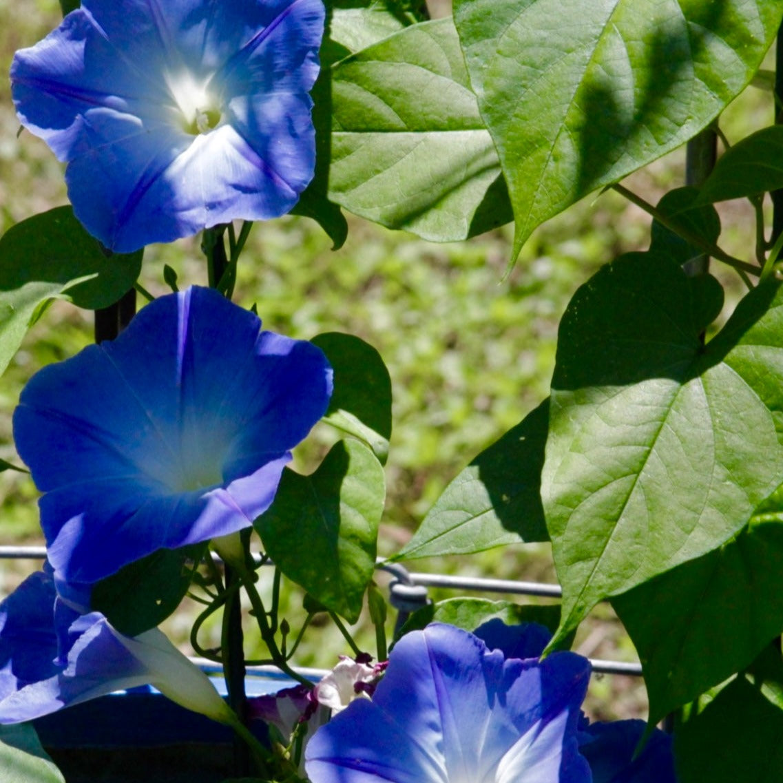 Moonflower Nectar - Highly Scented Wax Melts