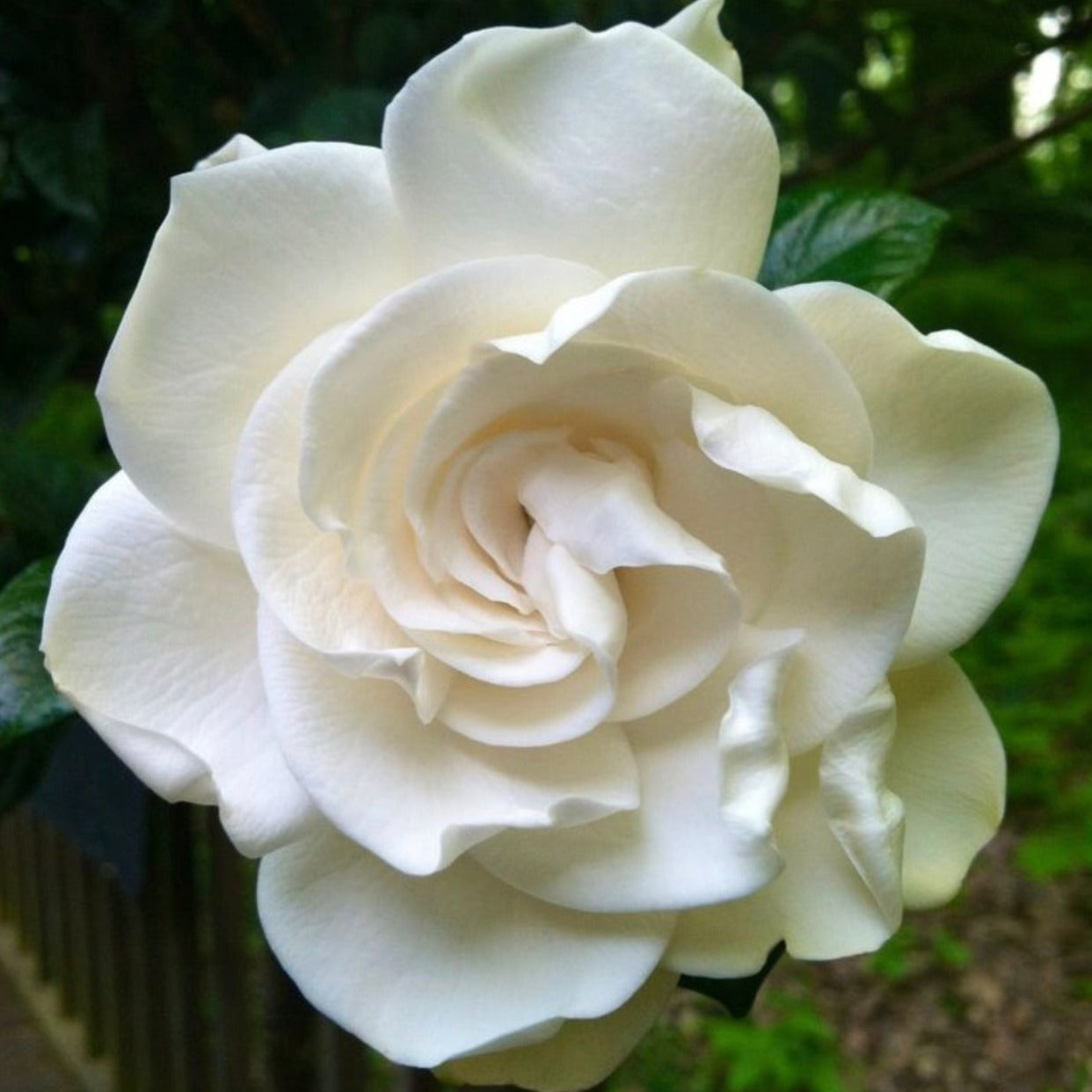 Gardenia Tuberose - Highly Scented Wax Melts